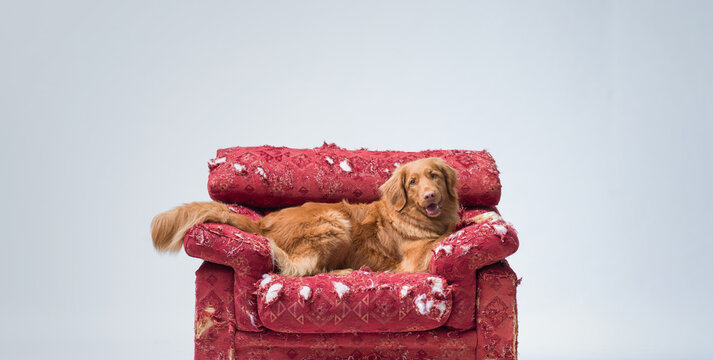 Cute dog lying on a destroyed armchair
