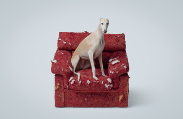 Lovely Spanish Greyhound on a ripped armchair