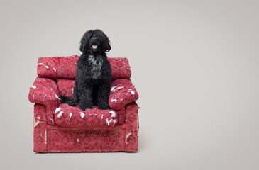 Beautiful Cao de Agua resting on a damaged armchair