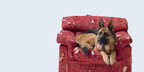 German Sheperd resting on a ripped armchair