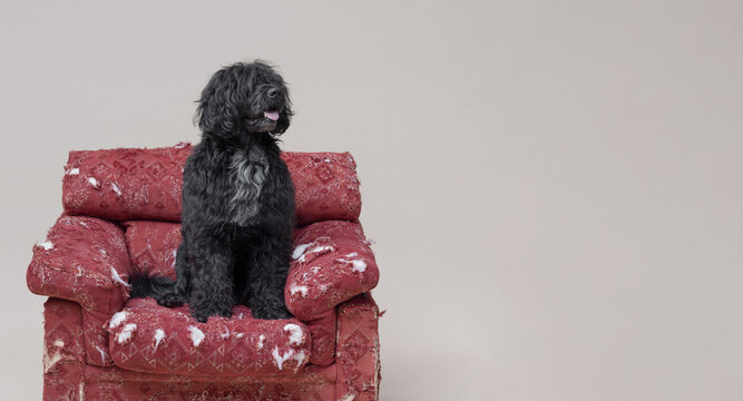 Beautiful Cao de Agua resting on a damaged armchair