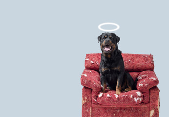 Smart Rottweiler pretending to be innocent