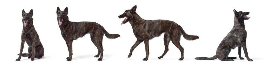 Collection of Dutch Sheperd dog portraits