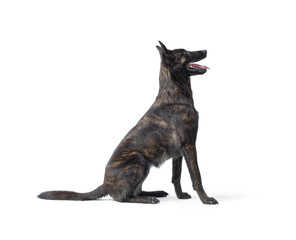 Dutch Sheperd sitting and posing on white background