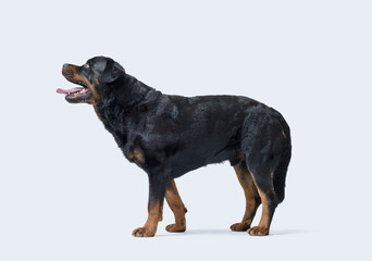 Beautiful healthy Rottweiler side view