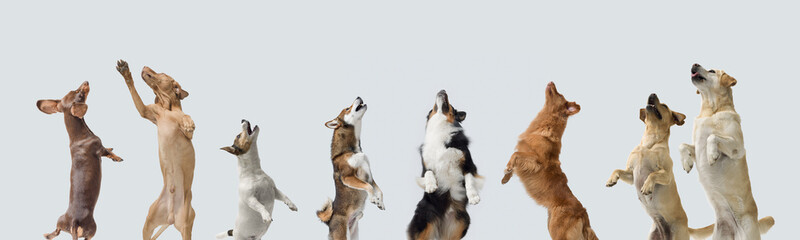 Healthy dogs jumping and standing on their hind legs