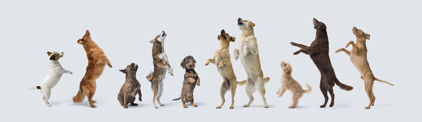 Healthy dogs jumping and standing on their hind legs