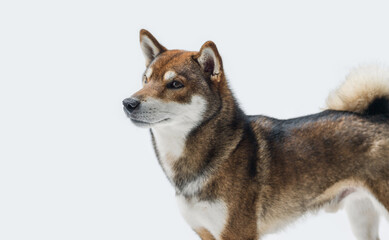 Cute Japanese Shiba Inu dog