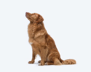 Portrait of a Nova Scotia Duck Tolling Retriever