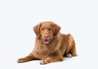Nova Scotia Duck Tolling Retriever lying down and looking at camera