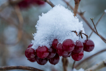 Snow-covered red berries hanging on a frozen branch in a winter garden macro photograph. Vibrant red fruit cluster topped with white fluffy snow, creating a cold-weather seasonal nature background