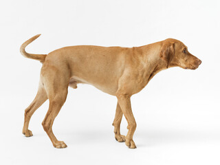 Dog hungarian Vizsla isolated on white background