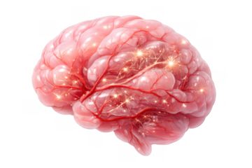Human brain with glowing neural network activity and blood vessels, thinking process, intelligence, creativity, memory, transparent background