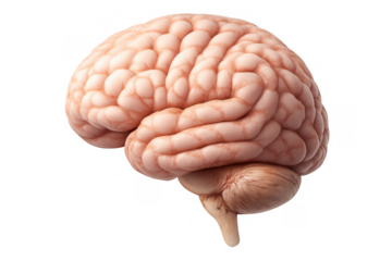 Human brain illustration showing anatomy, intelligence, neuroscience, psychology, and mental health concepts on transparent background