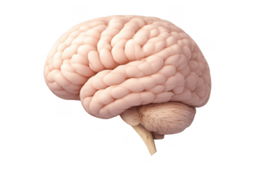 Human brain showing detailed anatomy of cerebrum and cerebellum. Representing complex neurological processes, cognitive function, and scientific study