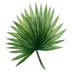 Fototapeta premium Palm tropical leaves watercolor set. Hand-drawn watercolor illustration on a transparent background. Template for decorating designs and illustrations.
