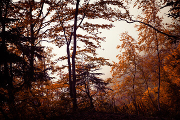 Trees with orange and yellow leaves fill the scene. Fog covers distant areas of the forest. The image captures the essence of autumn in the woods.