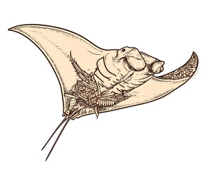 Line drawing of a marine animal with a flattened body and wing-like pectoral fins, viewed from below, swimming