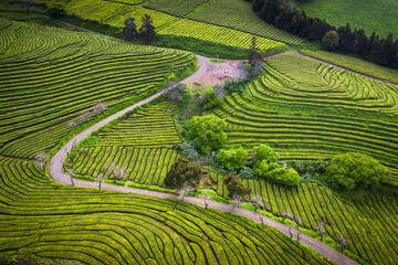 Obraz premium Aerial view over the green fields of Cha Gorreana tea plantation on a sunny day in the Sao Miguel island, Azores Islands, Portugal