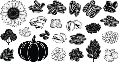 Sunflower Seeds Pumpkin and Botanical Elements Hand Drawn Line Art Vintage Vector Set