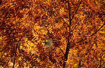 Leaves in bright orange hues fill the trees during autumn. The sunlight filters through the branches, creating a warm glow in the forest.