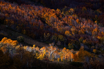 A forest shows vibrant autumn colors with orange and yellow leaves. The sunlight illuminates parts of the trees in the late afternoon, creating a warm scene.