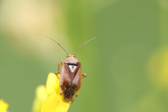 Plant bug Lygus pratensis