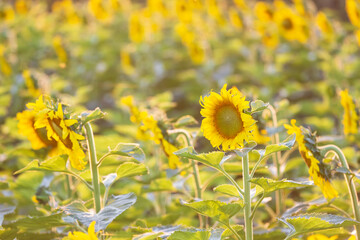 The sunflowers fields are blooming in the beautiful natural sunlight of Thailand