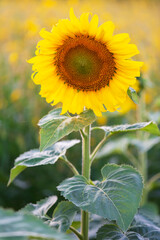 The sunflowers fields are blooming in the beautiful natural sunlight of Thailand
