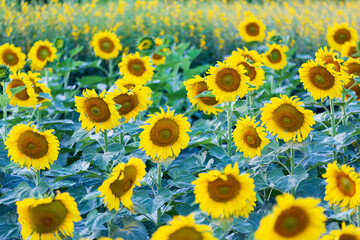 The sunflowers fields are blooming in the beautiful natural sunlight of Thailand