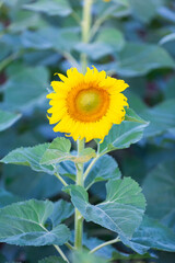 The sunflowers fields are blooming in the beautiful natural sunlight of Thailand