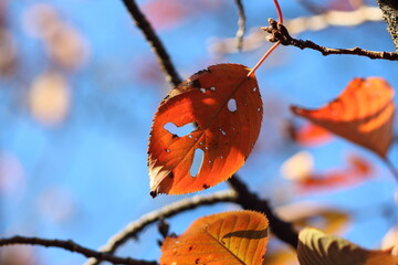 季節の移ろいを感じるシンプルな紅葉の葉の風景