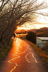夕暮れの散歩道