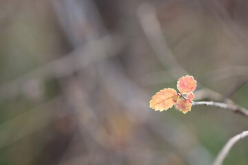 散りゆく直前の紅葉した葉が冬を待つ姿を写す