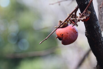野鳥がつついた熟した柿の自然な姿