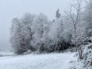 Obraz premium A mystical winter landscape in the Swiss countryside featuring drifting fog, wide snow-covered fields and trees, creating a calm peaceful winter mood.