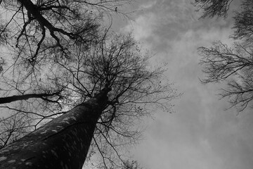Black and white low-angle view looking up at tall leafless trees and branching crowns against a...