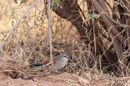 White-browed coucal (Centropus superciliosus) on ground