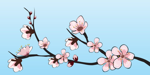 Spring blooming flowers branch Sakura cherry