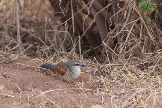 White-browed coucal (Centropus superciliosus) on ground