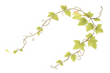 Ivy vine drawing with green leaves and tendrils, forming a botanical corner design element, representing growth and nature