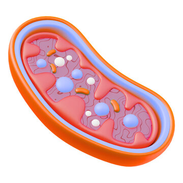 3D model of a mitochondrion, the powerhouse of the cell, with internal cristae mitochondria cell organelle