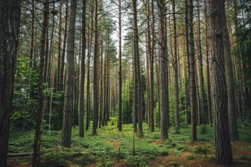 Fototapeta premium Sunlight filters through tall pine trees growing in a lush, green forest, creating a tranquil and natural scene
