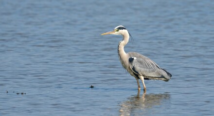 Grey heron wading in shallow water (2)