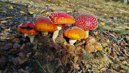 Fly agaric, mushroom. Amanita muscaria or fly agaric red cap. 
Amanita mushrooms with white dots close-up in the forest.
Fly agaric, wild poisonous red mushroom in yellow-orange fallen leaves. harvest
