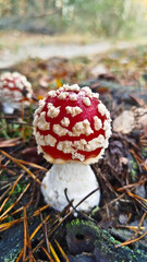 Fly agaric, mushroom. Amanita muscaria or fly agaric red cap. 
Amanita mushrooms with white dots close-up in the forest.
Fly agaric, wild poisonous red mushroom in yellow-orange fallen leaves. harvest