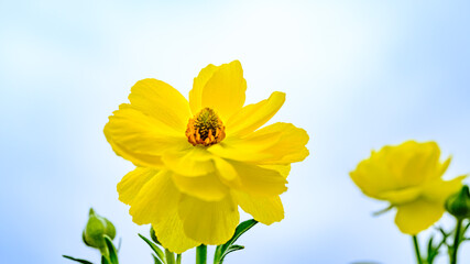 黄色のラナンキュラスの花のアップ