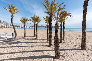 Palm trees on Poniente Beach in Benidorm. Costa Blanca, Alicante