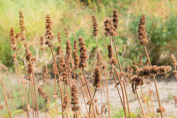 Hyssop plant in cottage garden in sunny day. Dry Agastache foeniculum grows in autumn. Seed head of flower. Brown plants in meadow. Decorative herbaceous perennial.
