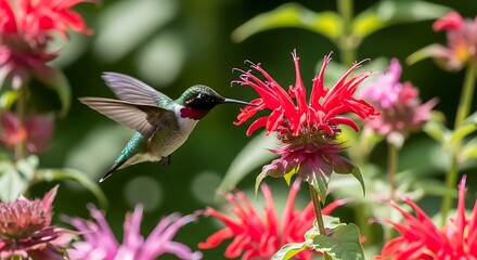 Hummingbird Feeds on Red Bee Balm Flower in Summer Garden.